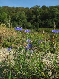 Fotografia da espécie Centaurea cyanus