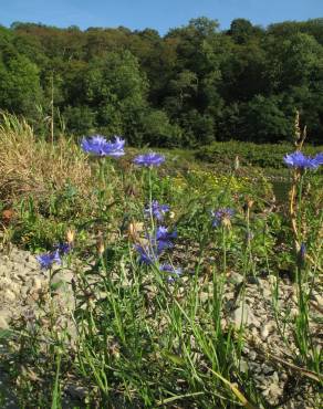 Fotografia 14 da espécie Centaurea cyanus no Jardim Botânico UTAD