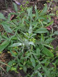 Fotografia da espécie Centaurea cyanus