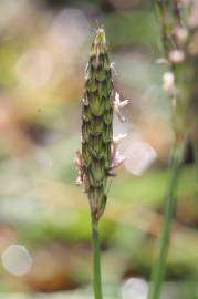 Fotografia da espécie Alopecurus rendlei