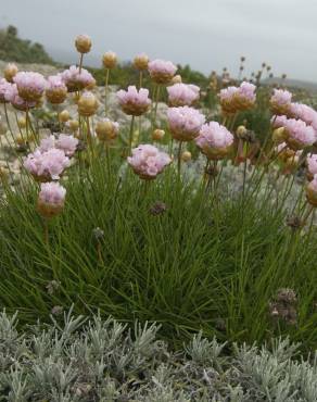 Fotografia 9 da espécie Armeria pungens no Jardim Botânico UTAD