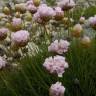 Fotografia 10 da espécie Armeria pungens do Jardim Botânico UTAD