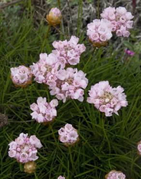 Fotografia 12 da espécie Armeria pungens no Jardim Botânico UTAD