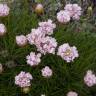 Fotografia 12 da espécie Armeria pungens do Jardim Botânico UTAD