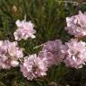 Fotografia 14 da espécie Armeria pungens do Jardim Botânico UTAD