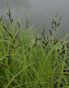 Fotografia 3 da espécie Carex acuta no Jardim Botânico UTAD