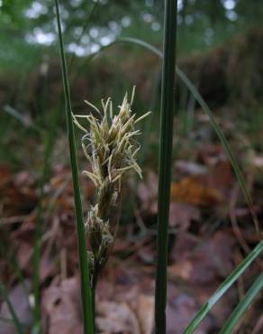 Fotografia 8 da espécie Carex arenaria no Jardim Botânico UTAD