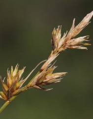 Carex arenaria