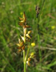 Carex echinata