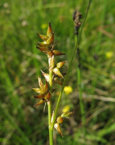 Fotografia de capa Carex echinata - do Jardim Botânico