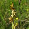 Fotografia 1 da espécie Carex echinata do Jardim Botânico UTAD