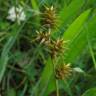 Fotografia 4 da espécie Carex echinata do Jardim Botânico UTAD