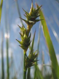 Fotografia da espécie Carex echinata