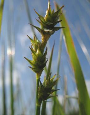 Fotografia 5 da espécie Carex echinata no Jardim Botânico UTAD