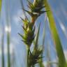 Fotografia 5 da espécie Carex echinata do Jardim Botânico UTAD