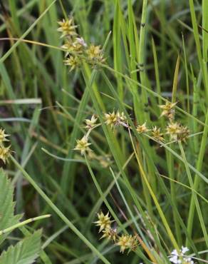 Fotografia 7 da espécie Carex echinata no Jardim Botânico UTAD