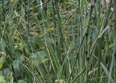 Fotografia da espécie Carex echinata