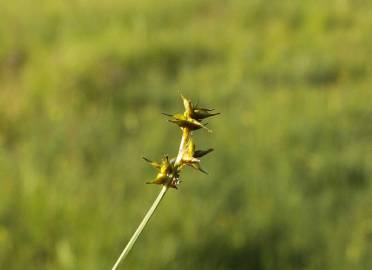 Fotografia da espécie Carex echinata