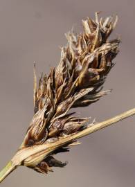 Fotografia da espécie Carex divisa