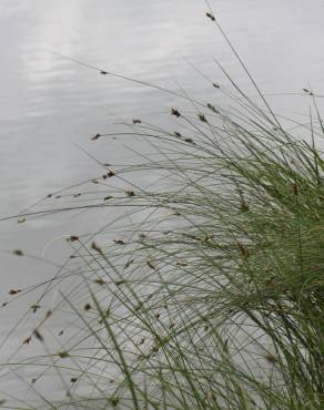 Fotografia 4 da espécie Carex divisa no Jardim Botânico UTAD