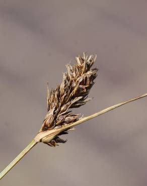 Fotografia 6 da espécie Carex divisa no Jardim Botânico UTAD