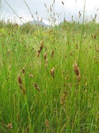 Fotografia da espécie Carex divisa