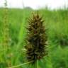 Fotografia 5 da espécie Carex cuprina do Jardim Botânico UTAD