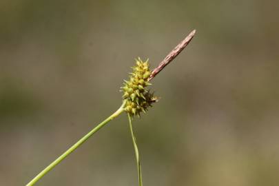 Fotografia da espécie Carex demissa