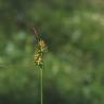 Fotografia 9 da espécie Carex demissa do Jardim Botânico UTAD