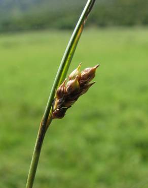 Fotografia 9 da espécie Carex distans no Jardim Botânico UTAD