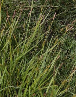 Fotografia 11 da espécie Carex distans no Jardim Botânico UTAD