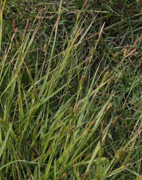 Fotografia 11 da espécie Carex distans no Jardim Botânico UTAD