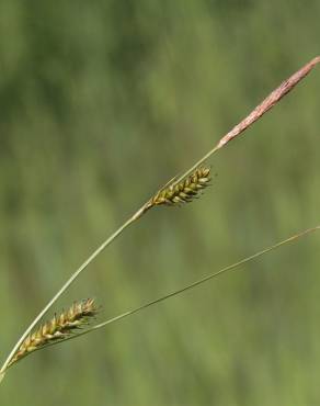 Fotografia 12 da espécie Carex distans no Jardim Botânico UTAD