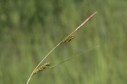 Fotografia da espécie Carex distans
