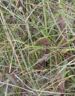 Fotografia 13 da espécie Carex distans no Jardim Botânico UTAD