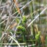 Fotografia 11 da espécie Carex extensa do Jardim Botânico UTAD