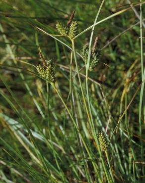 Fotografia 13 da espécie Carex extensa no Jardim Botânico UTAD