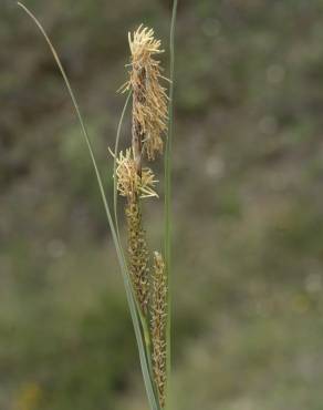 Fotografia 3 da espécie Carex flacca no Jardim Botânico UTAD