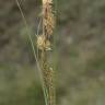 Fotografia 3 da espécie Carex flacca do Jardim Botânico UTAD