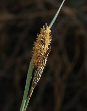 Fotografia 4 da espécie Carex flacca no Jardim Botânico UTAD