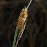 Fotografia 4 da espécie Carex flacca do Jardim Botânico UTAD