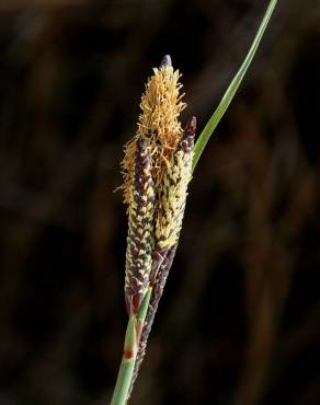 Fotografia 5 da espécie Carex flacca no Jardim Botânico UTAD