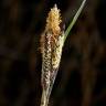 Fotografia 5 da espécie Carex flacca do Jardim Botânico UTAD