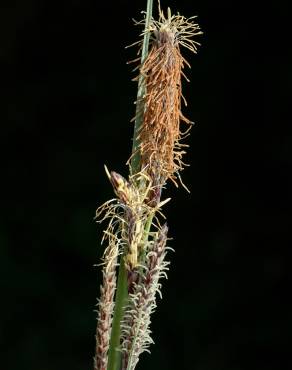 Fotografia 6 da espécie Carex flacca no Jardim Botânico UTAD