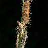 Fotografia 6 da espécie Carex flacca do Jardim Botânico UTAD