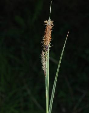 Fotografia 7 da espécie Carex flacca no Jardim Botânico UTAD