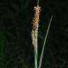 Fotografia 7 da espécie Carex flacca do Jardim Botânico UTAD
