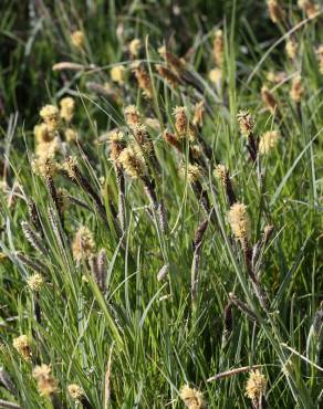 Fotografia 8 da espécie Carex flacca no Jardim Botânico UTAD