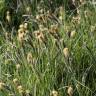 Fotografia 8 da espécie Carex flacca do Jardim Botânico UTAD