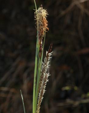 Fotografia 10 da espécie Carex flacca no Jardim Botânico UTAD